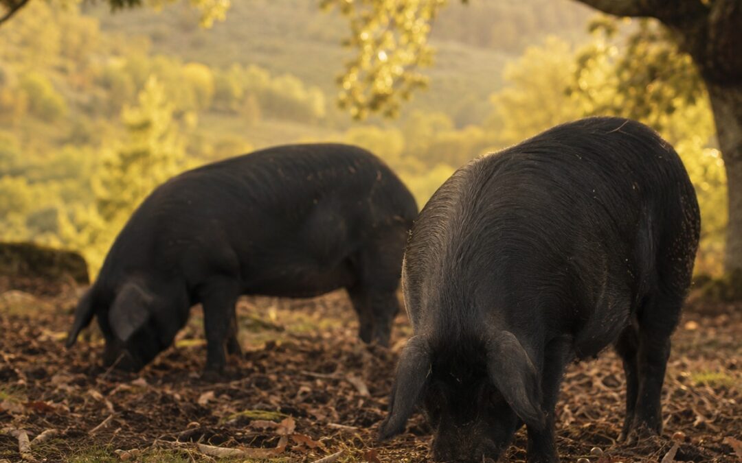 Suino Nero di Calabria: la Razza Antica dietro i Salumi Calabresi