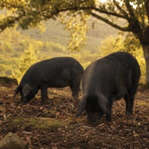 Suino nero di Calabria al pascolo brado nel bosco del Monte Poro - Monteporo Spilinga